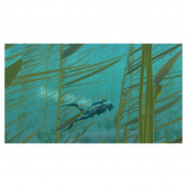 Endless Ocean - Luminous Endless Ocean - Luminous